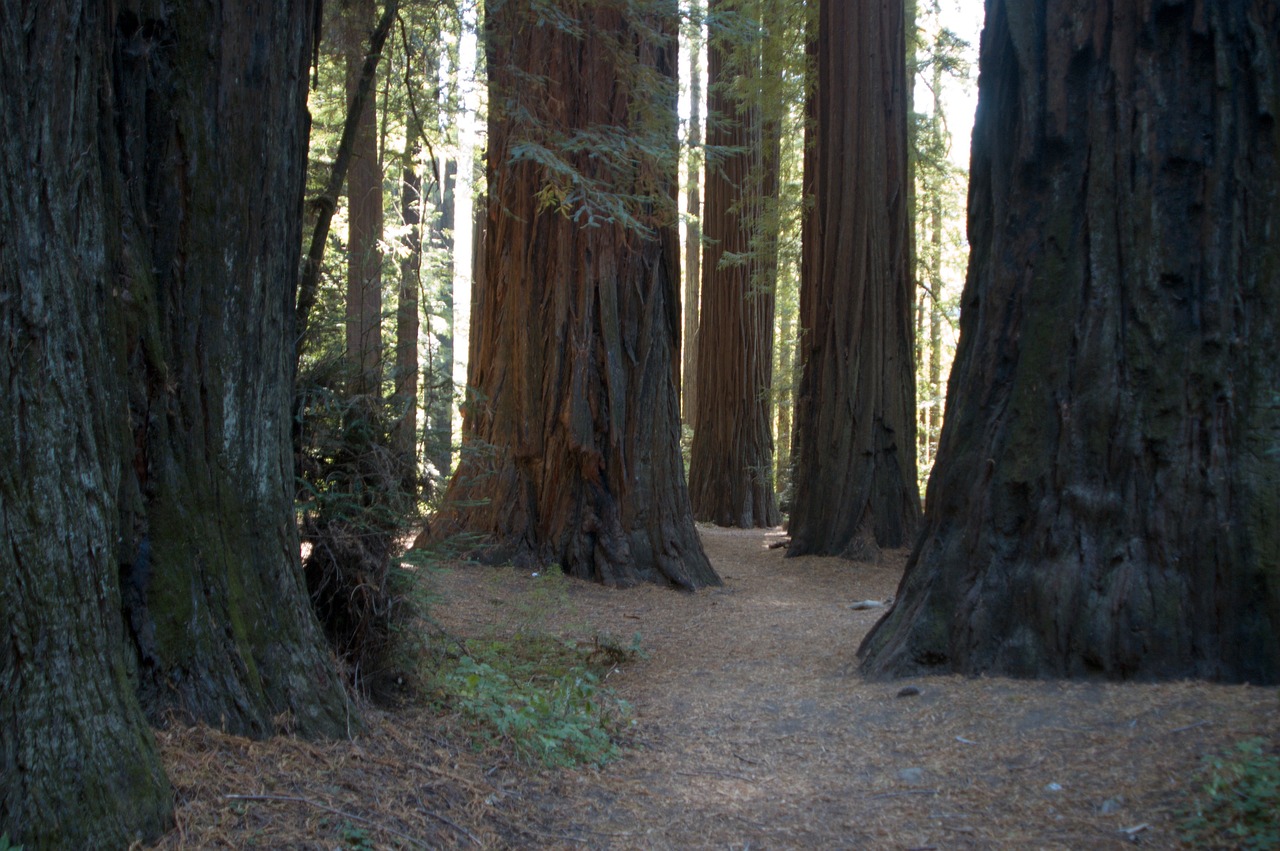 Exploring the Redwood Forests of Humboldt Redwoods State Park